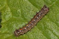 Lymantria dispar