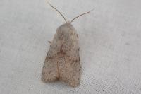 Perigrapha rorida