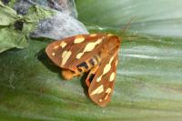 Arctia testudinaria