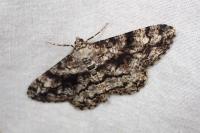Peribatodes umbraria umbraria