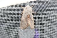 Perigrapha rorida