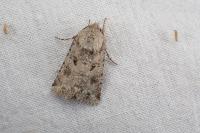 Anarta sodae