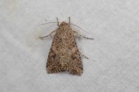 Anarta trifolii
