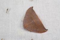 Watsonalla uncinula
