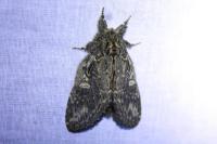 Peridea anceps