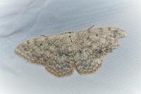 Scopula marginepunctata