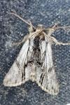 Calophasia platyptera
