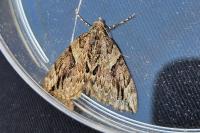 Thera cupressata