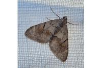 Pennithera ulicata