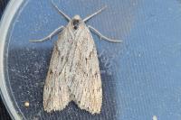 Pachycnemia hippocastanaria hippocastanaria
