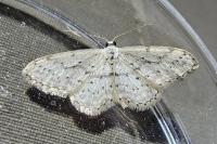 Idaea seriata