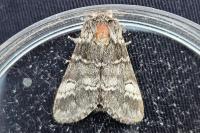 Drymonia dodonaea