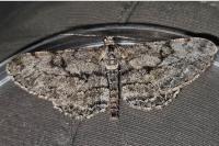 Peribatodes rhomboidaria rhomboidaria