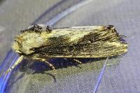Egira conspicillaris