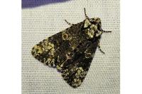 Craniophora ligustri