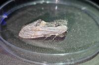 Harpyia milhauseri