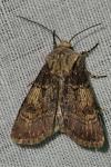 Agrotis puta