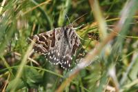 Euclidia mi