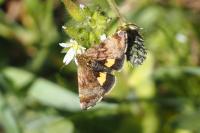 Panemeria tenebrata