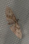 Eupithecia abbreviata
