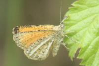 Isturgia limbaria delimbaria