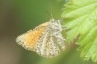 Isturgia limbaria delimbaria