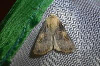 Agrotis puta