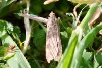 Nomophila noctuella