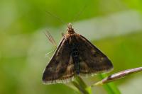 Pyrausta despicata