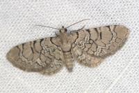 Eupithecia venosata/schiefereri