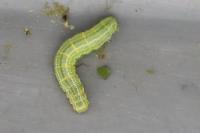 Operophtera brumata