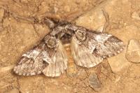 Drymonia dodonaea