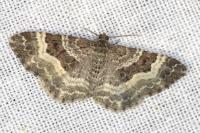 Epirrhoe alternata