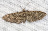 Eupithecia abbreviata