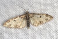 Eupithecia irriguata