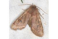 Orthosia cerasi
