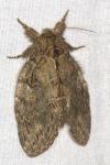 Peridea anceps