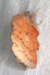 Phyllodesma tremulifolia