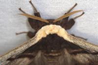 Saturnia pyri