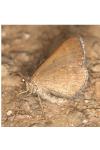 Scotopteryx coarctaria