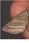 Scotopteryx coarctaria