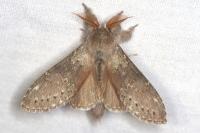 Stauropus fagi