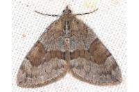Thera obeliscata