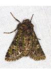 Valeria jaspidea
