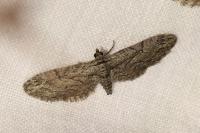 Eupithecia oxycedrata