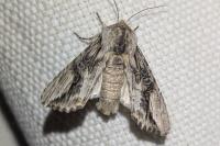 Egira conspicillaris