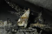 Eublemma ostrina