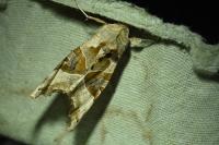 Phlogophora meticulosa