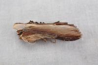 Cucullia verbasci