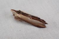 Cucullia verbasci